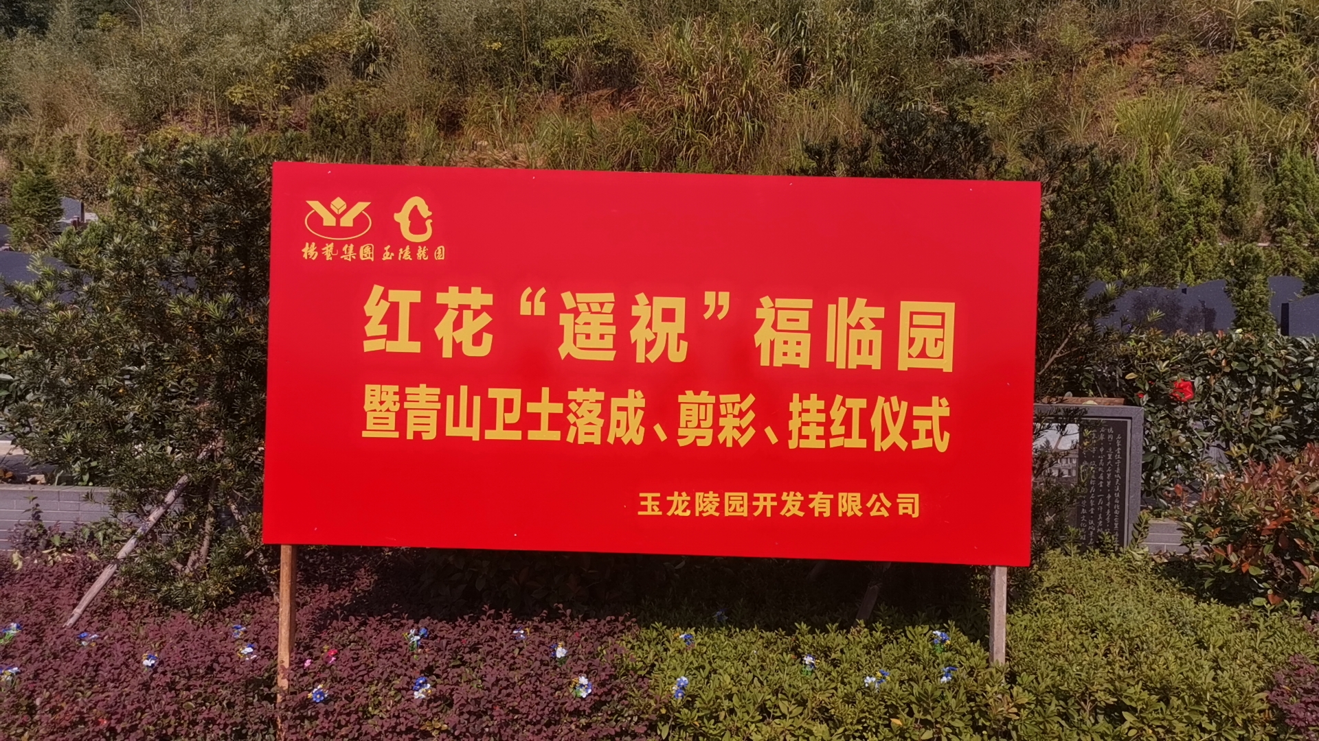 红花传爱意，情满玉龙园！