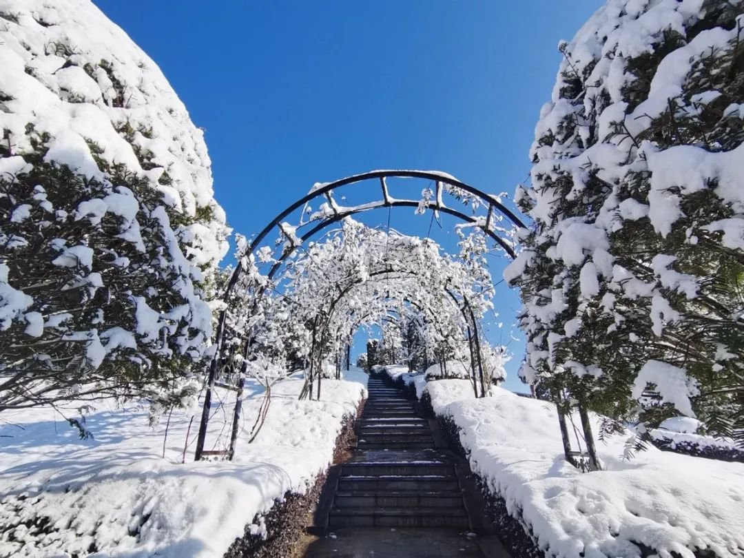 雪落玉龙，三冬含暖。